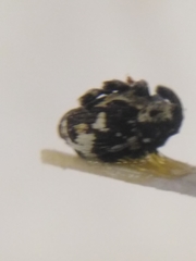 Thamiocolus sahlbergi