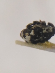 Thamiocolus sahlbergi