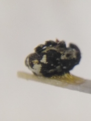 Thamiocolus sahlbergi