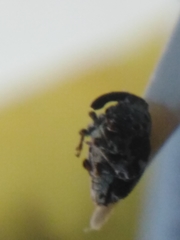 Thamiocolus sahlbergi