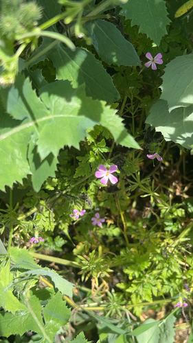 Herb Robert