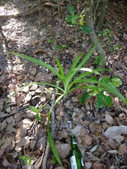 Crinum pedunculatum