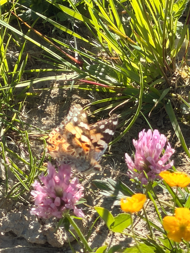 Painted Lady