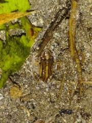 Leptodactylus albilabris