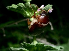 Phyllophaga crinita