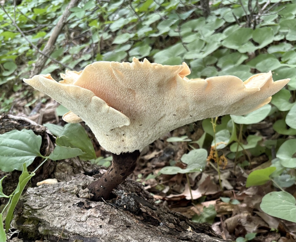 Dryad's Saddle · May 2026 · photo: Photo: (c) Mike Dechter, some rights reserved (CC BY) · iNaturalist