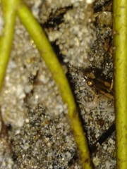 Leptodactylus albilabris