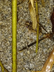 Leptodactylus albilabris