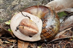 Hedleyella falconeri
