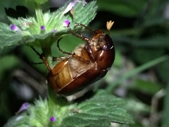 Phyllophaga crinita
