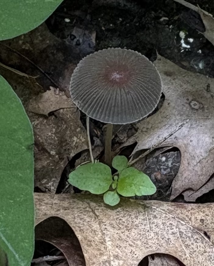 goldenhaired inkcap · May 2026 · photo: Photo: (c) Mike Dechter, some rights reserved (CC BY) · iNaturalist