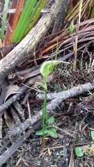 Pterostylis pedoglossa