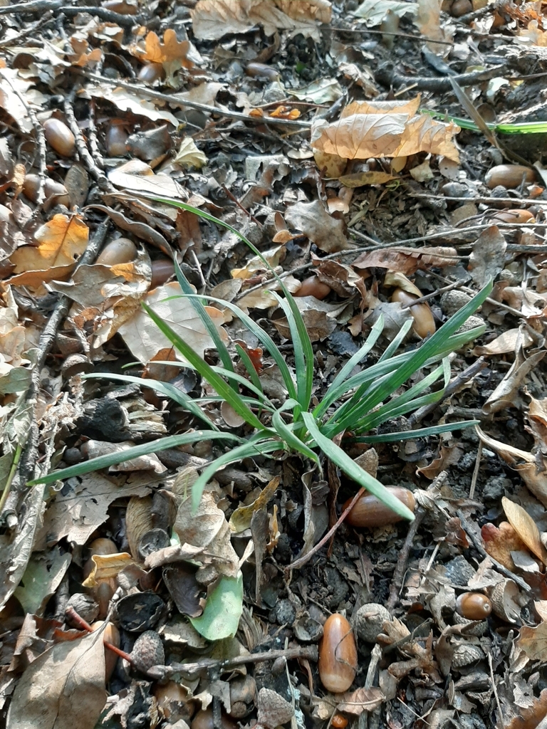 Ophiopogon japonicus, Cashmere, Christchurch, New Zealand
