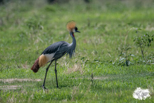 iNaturalist image