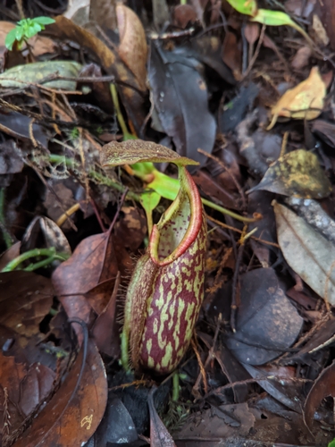 Nepenthes gymnamphora observed 2026-05-28