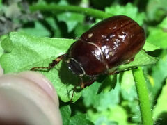 Phyllophaga crinita