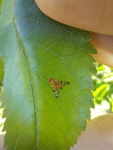 Barberry Fly