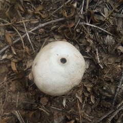 Fungi