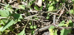 Solanum chenopodioides