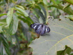 Pereute charops charops