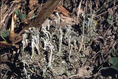 Cladonia humilis