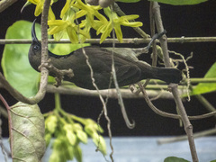 Cinnyris jugularis rhizophorae