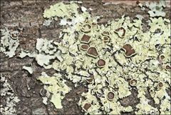 Flavoparmelia rutidota