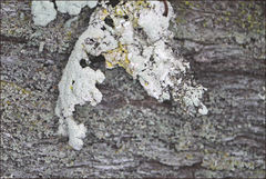 Hypogymnia subphysodes