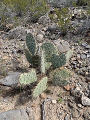 Opuntia arizonica