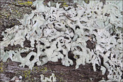 Hypogymnia subphysodes