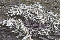 Hypogymnia subphysodes