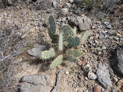 Opuntia arizonica