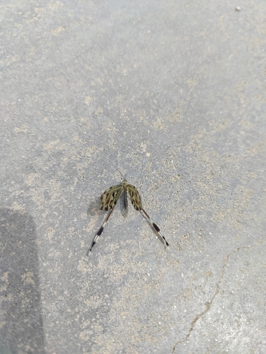 Greek Spoonwing