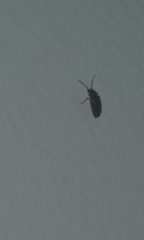 Coleoptera
