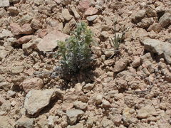 Oreocarya ochroleuca