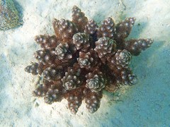 Actinodendron alcyonoideum