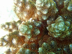 Actinodendron alcyonoideum