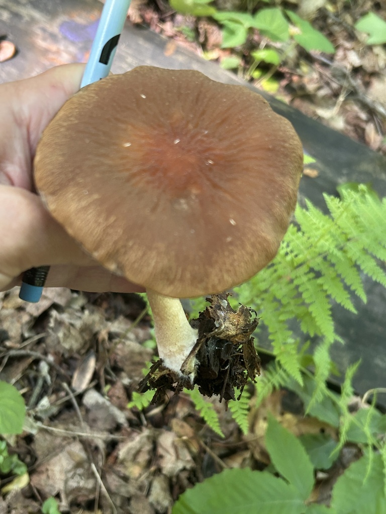wrinkled psathyrella · May 2026 · photo: Photo: no rights reserved · iNaturalist