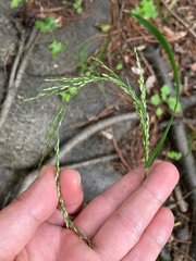 Sphenopholis intermedia