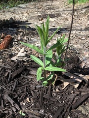 Veronicastrum virginicum
