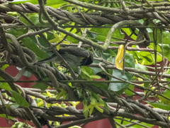 Cinnyris jugularis rhizophorae