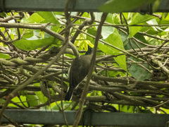 Cinnyris jugularis rhizophorae