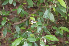 Solanum shirleyanum