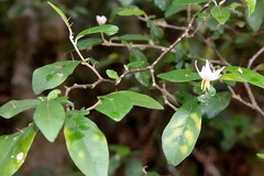 Solanum shirleyanum
