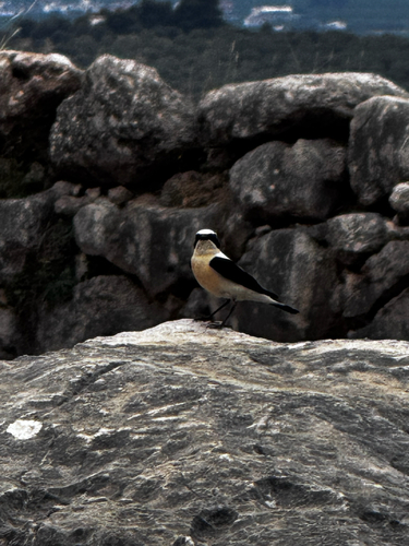 Eastern Black-eared Wheatear