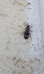 Thanasimus substriatus