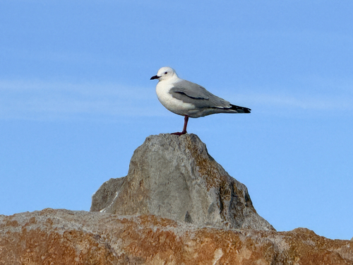 iNaturalist image