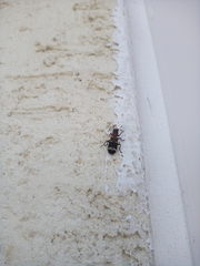Thanasimus substriatus