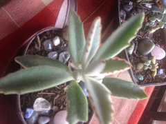 Kalanchoe tomentosa