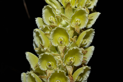 Altensteinia fimbriata
